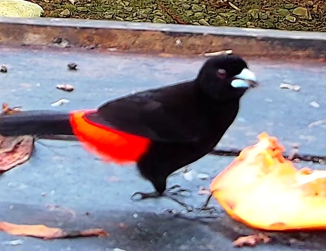 Scarlet-rumped Tanager