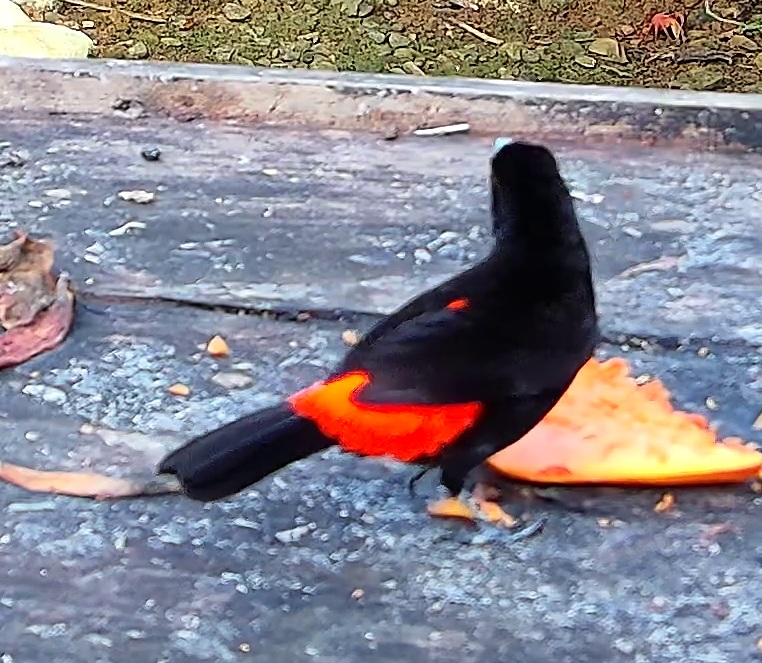 Flame-rumped Tanager