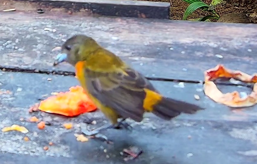 Flame-rumped Tanager