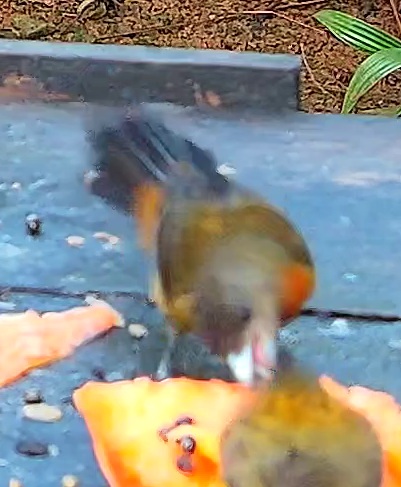 Flame-rumped Tanager
