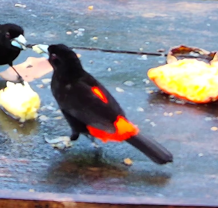 Flame-rumped Tanager