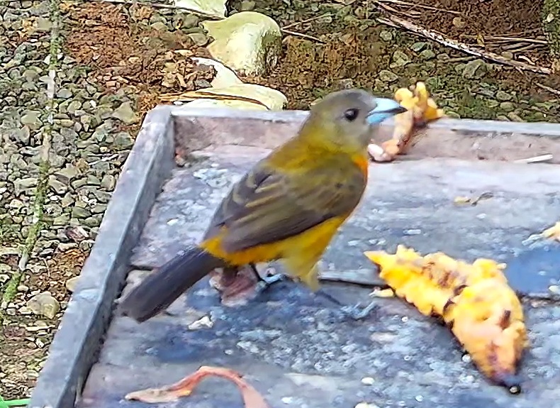 Tangara flamboyant