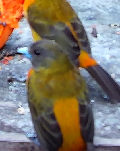 Tangara flamboyant