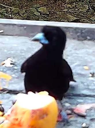 Tangara flamboyant