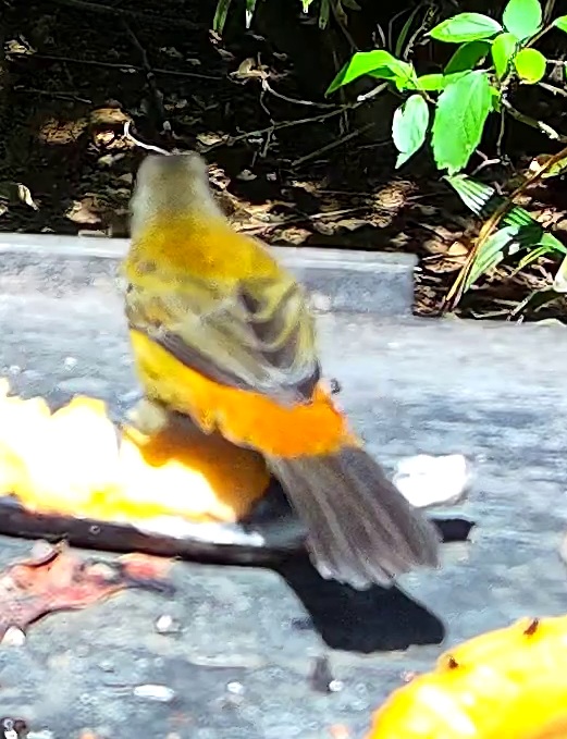 Tangara flamboyant