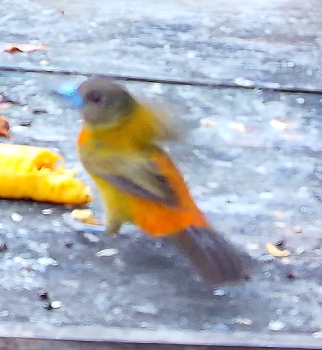 Tangara à dos rouge
