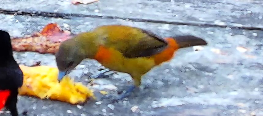 Tangara flamboyant
