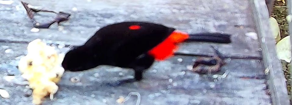 Tangara flamboyant
