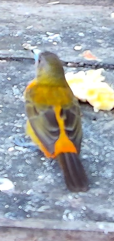 Tangara flamboyant