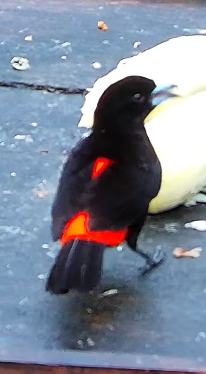 Tangara flamboyant