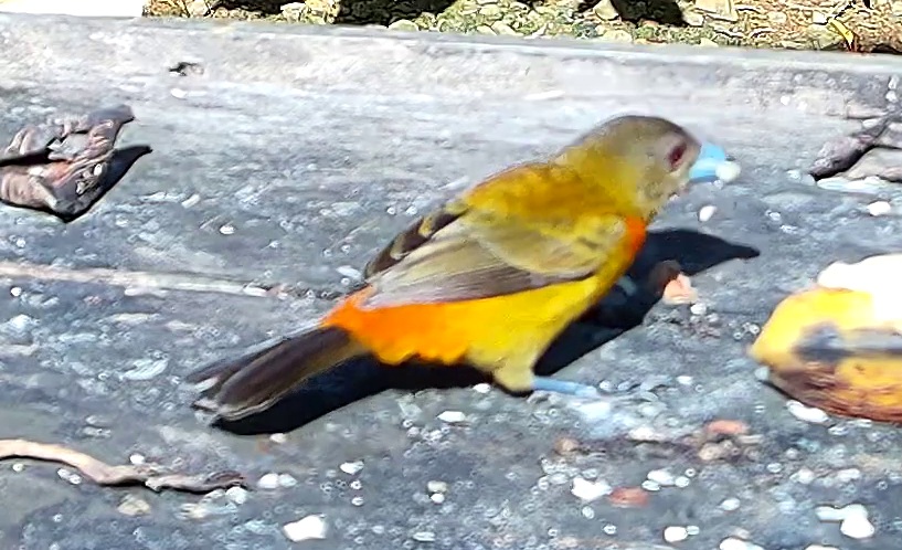 Tangara flamboyant