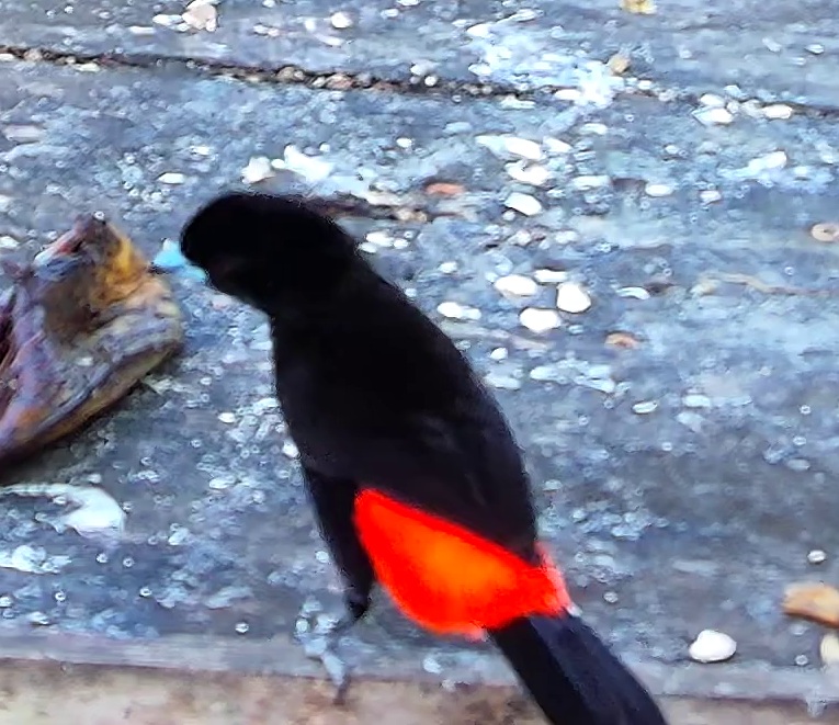 Tangara à dos rouge