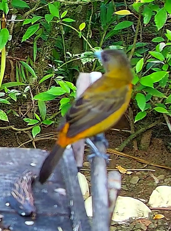 Tangara flamboyant