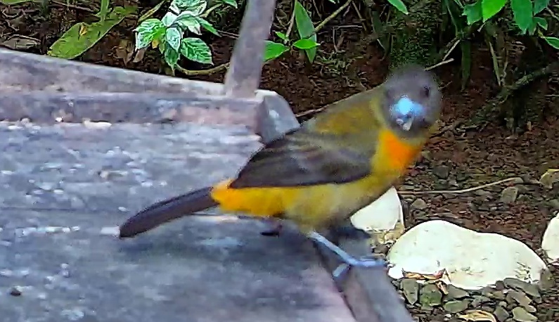 Passerini's Tanager