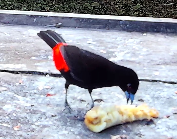 Flame-rumped Tanager