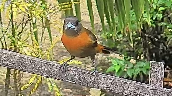 Passerini's tanager