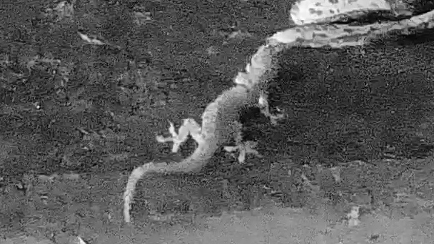 Common house gecko
