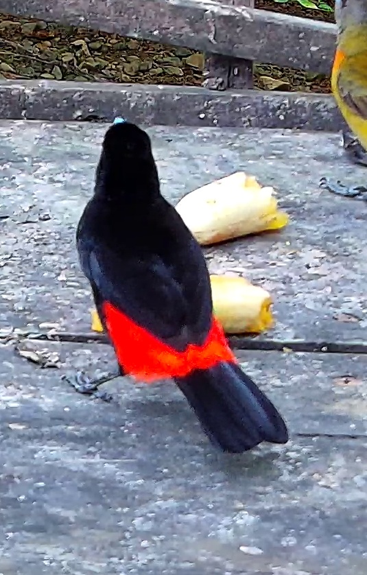 Scarlet-rumped Tanager