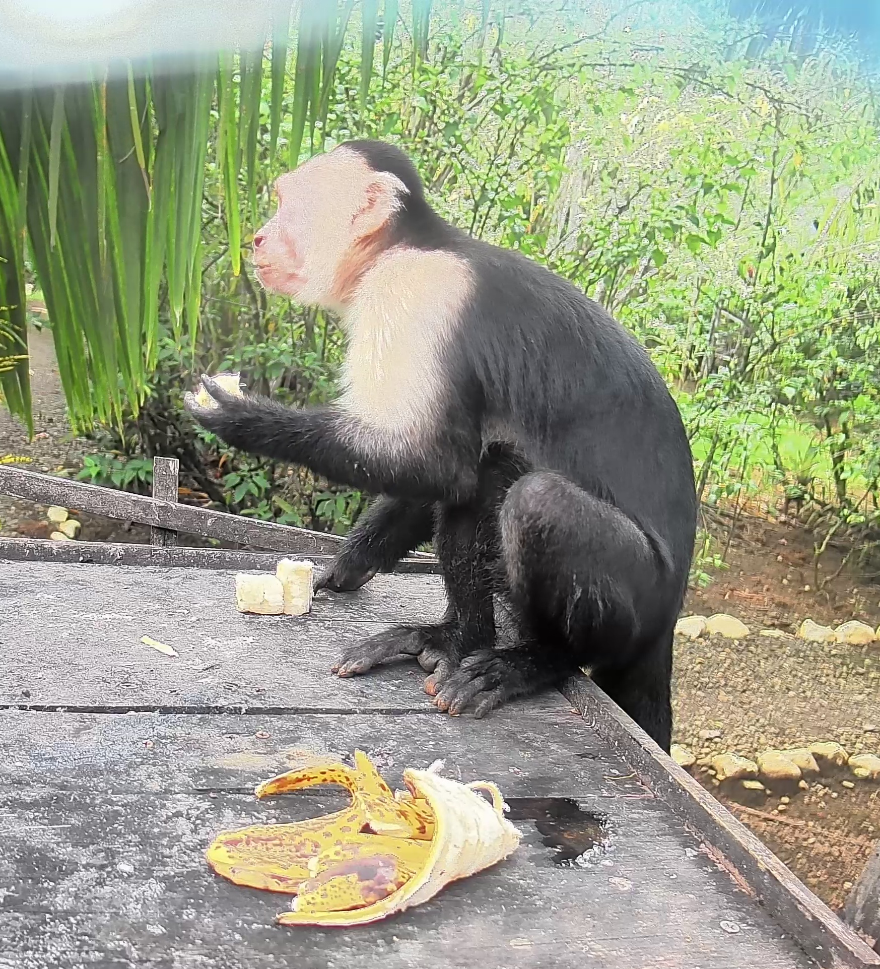 White-headed Capuchin