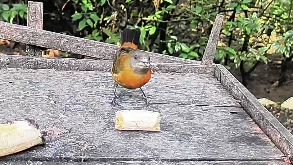 Passerini's Tanager