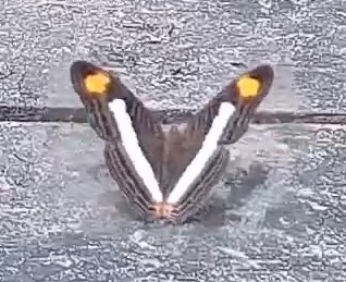 Pavon Emperor