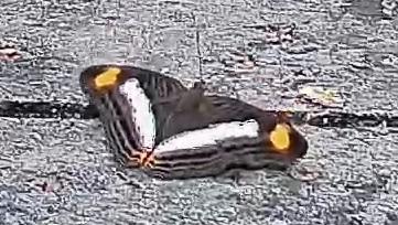 Pavon Emperor