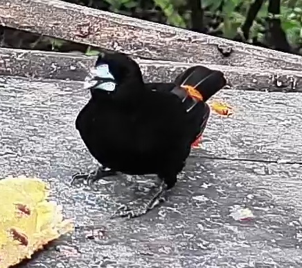 Flame-rumped Tanager