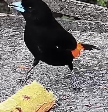 Flame-rumped Tanager