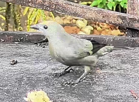 Palm tanager