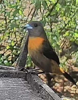 Flame-rumped Tanager