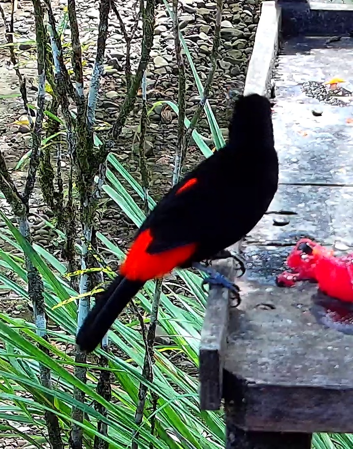 Scarlet-rumped Tanager