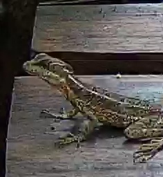 Common basilisk