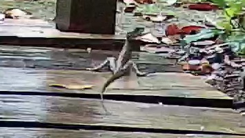 Common basilisk