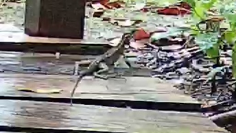 Common basilisk