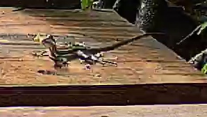 Common basilisk