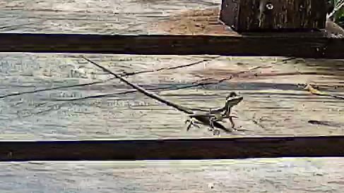 Common basilisk