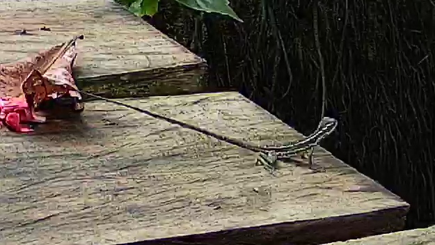 Common basilisk