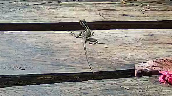 Brown basilisk