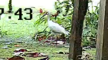 White ibis