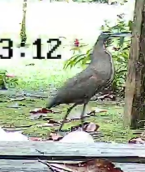 Bare-throated tiger-heron