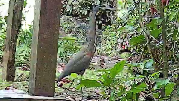Bare-throated tiger-heron