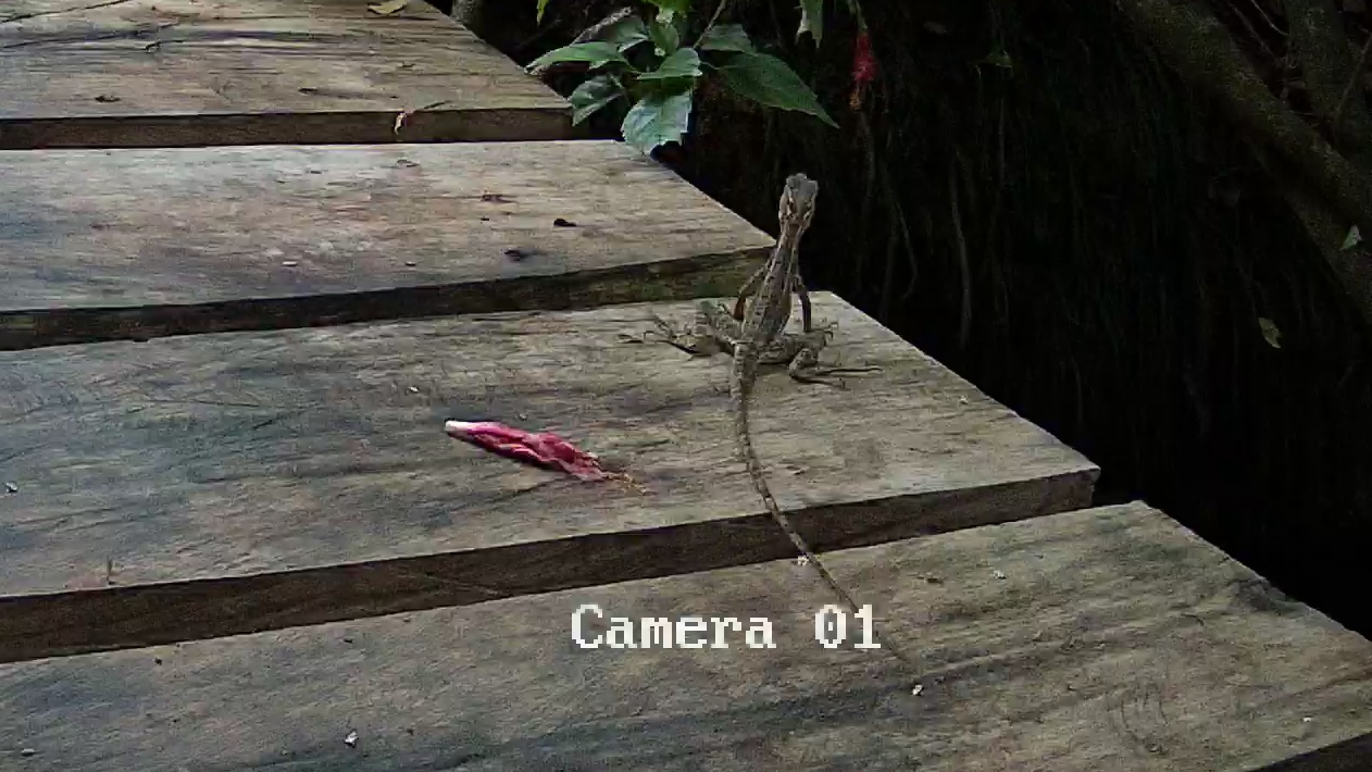 Western basilisk