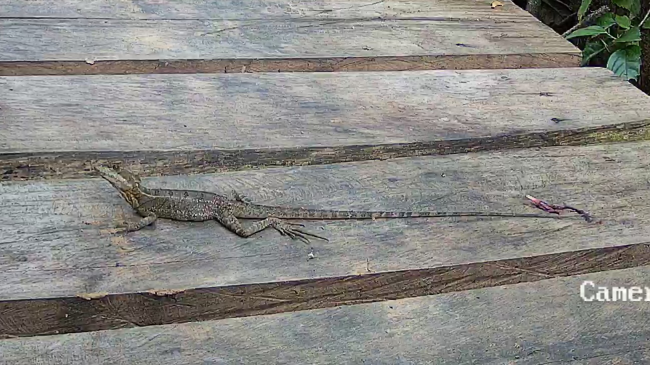 Western basilisk