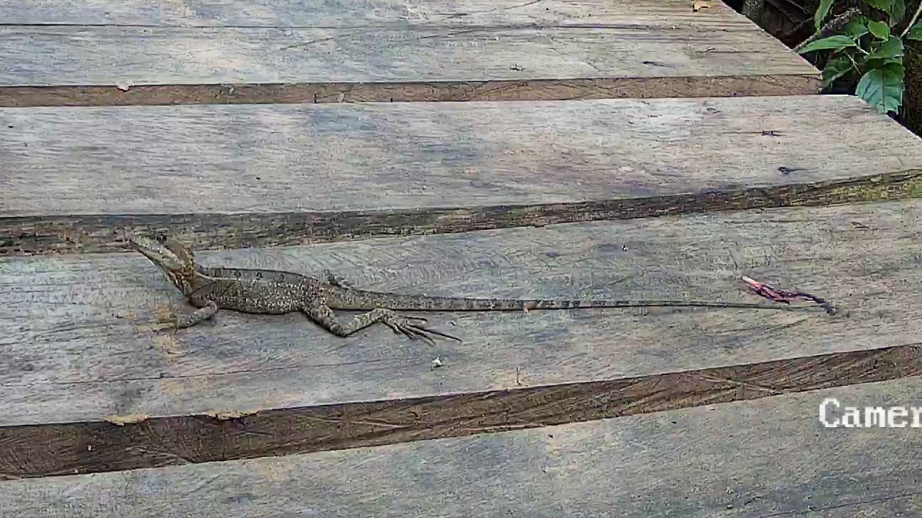 Western basilisk
