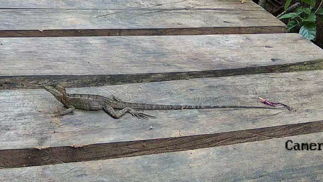 Western basilisk