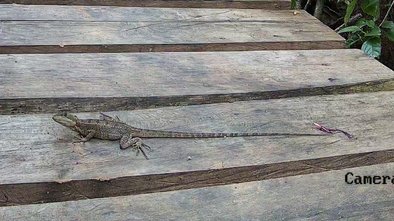 Common basilisk