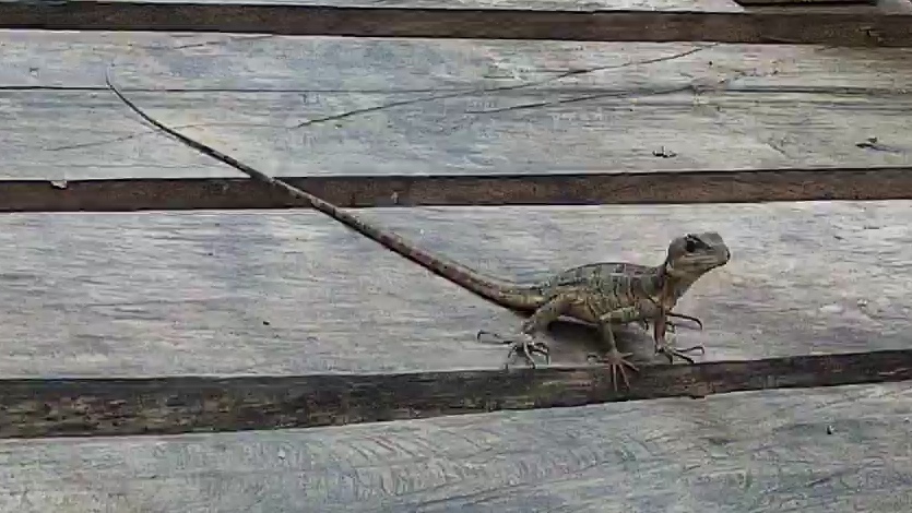 Western basilisk