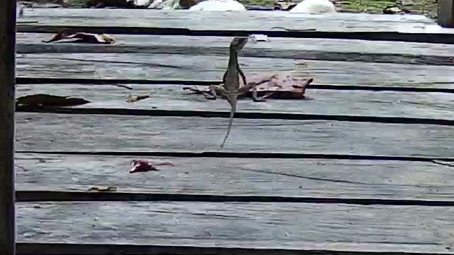 Common basilisk