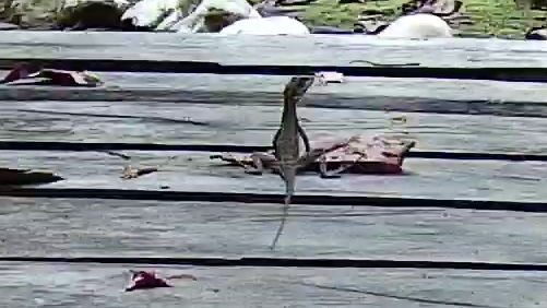 Western basilisk
