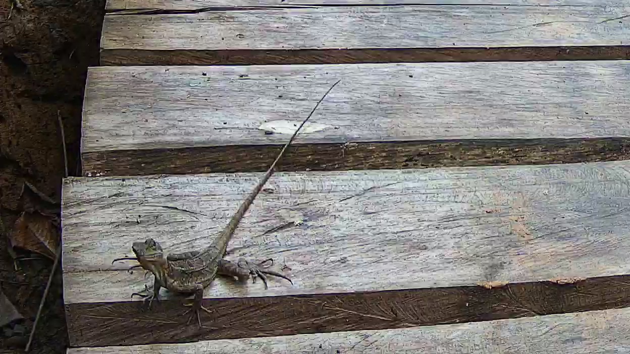 Western basilisk